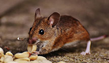 24 Hour & Emergency Exterminators in Ambassador College, CA